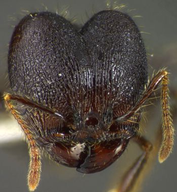 Media type: image;   Entomology 34263 Aspect: head frontal view